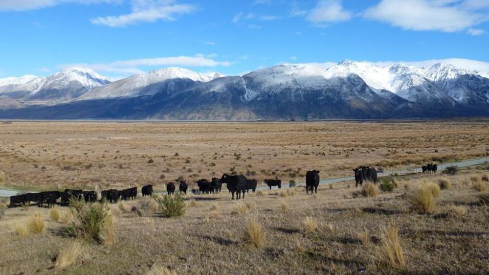 Les vaches angus, au pâturage en Nouvelle-Zélande, sur l’île du Sud. © V. Scarlakens